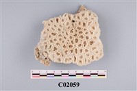 藏品(珊瑚化石)的圖片